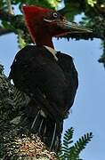 Robust Woodpecker