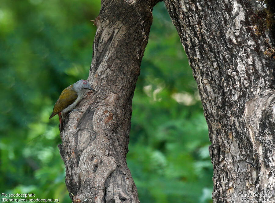 Eastern Grey Woodpecker female, identification