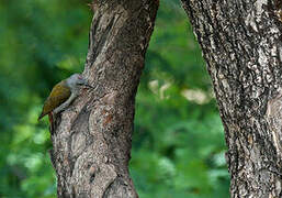 Eastern Grey Woodpecker