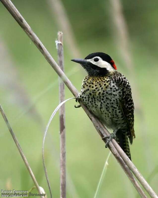 Green-barred Woodpecker female adult, close-up portrait