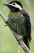 Green-barred Woodpecker