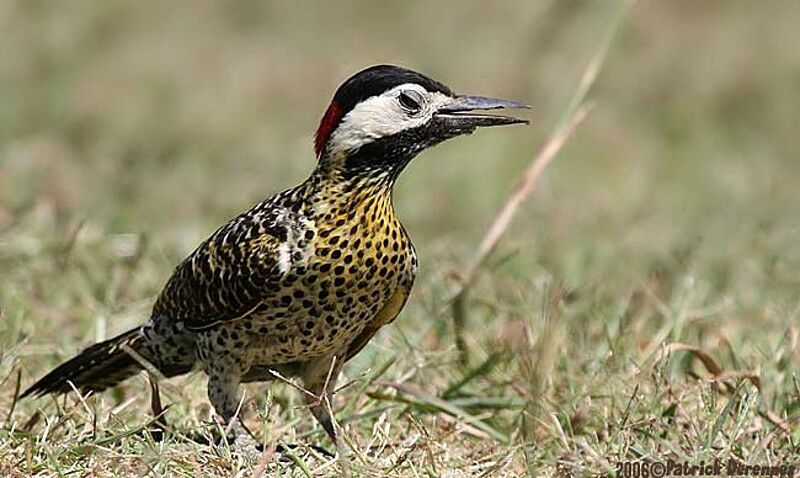 Green-barred Woodpecker