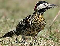 Green-barred Woodpecker