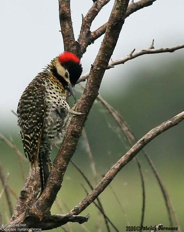 Green-barred Woodpecker