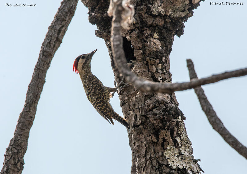 Green-barred Woodpecker, identification, habitat