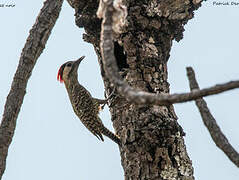 Green-barred Woodpecker