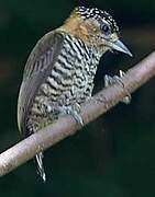 Ochre-collared Piculet