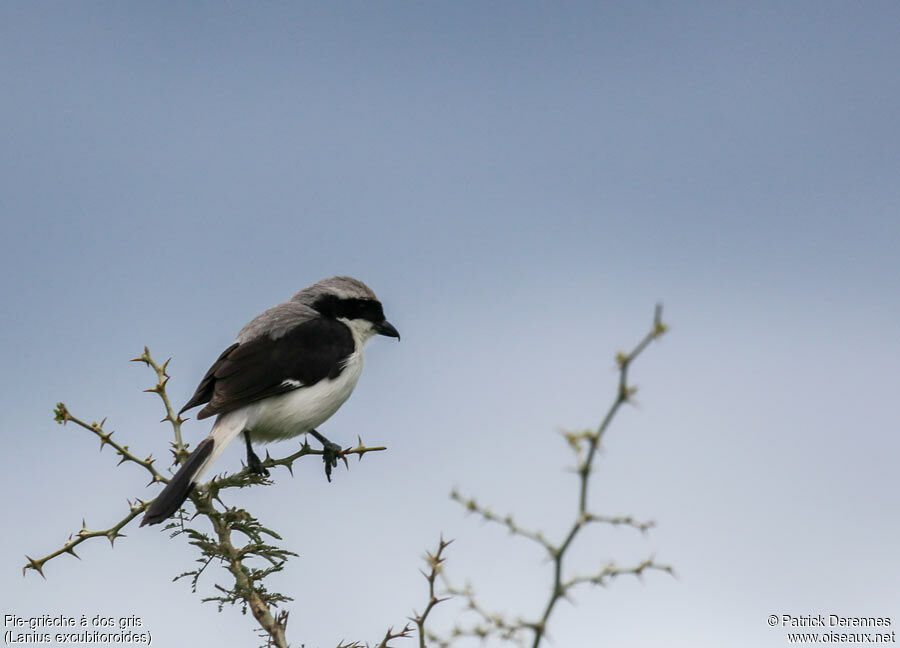 Pie-grièche à dos grisadulte, identification