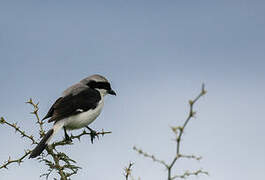 Grey-backed Fiscal