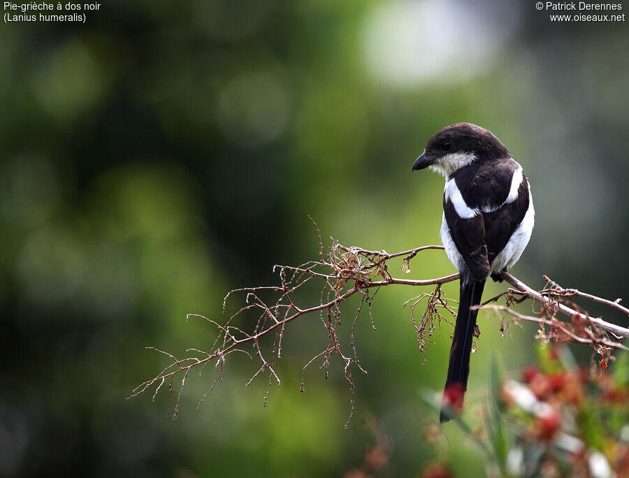 Northern Fiscal, identification