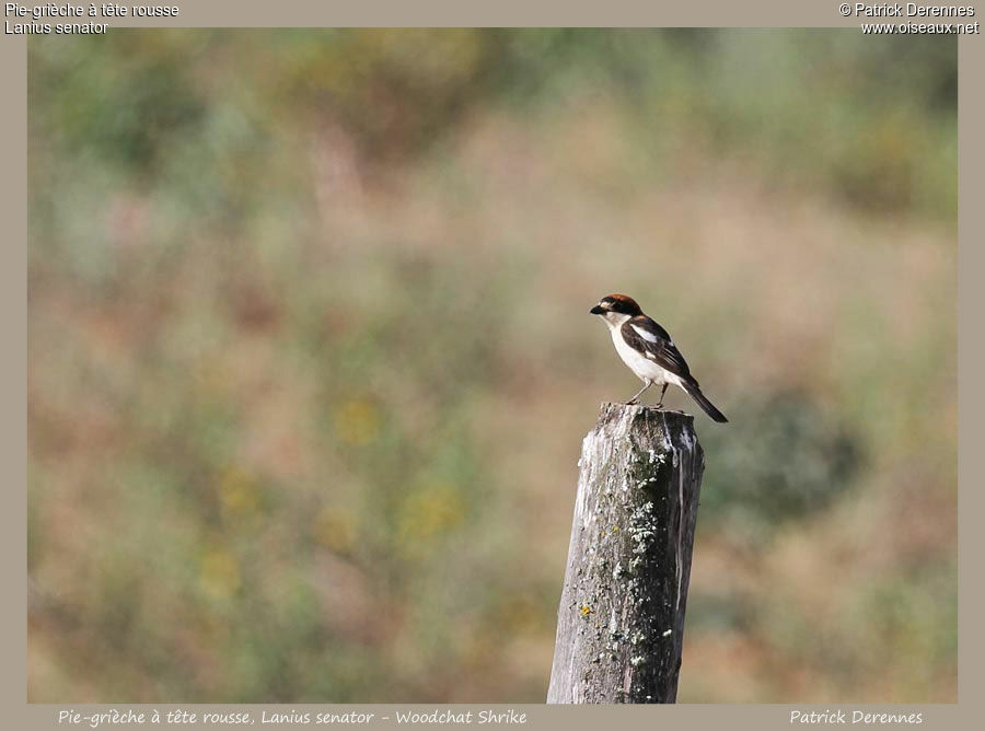 Woodchat Shrikeadult, identification, Behaviour