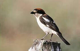 Woodchat Shrike