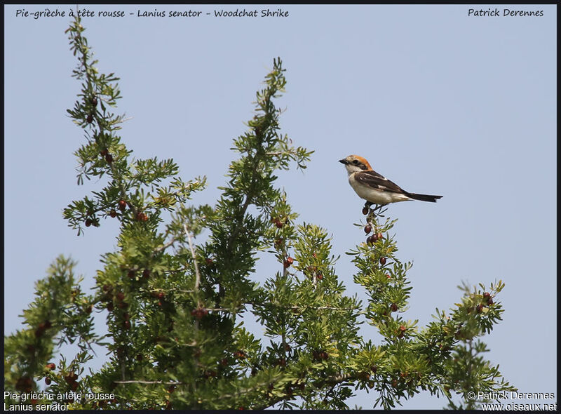 Woodchat Shrike, identification, Behaviour