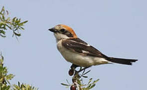 Woodchat Shrike