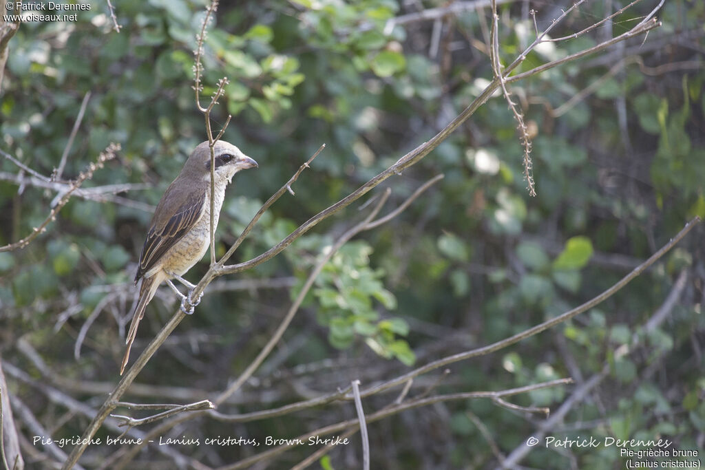 Pie-grièche brune, identification