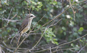 Brown Shrike