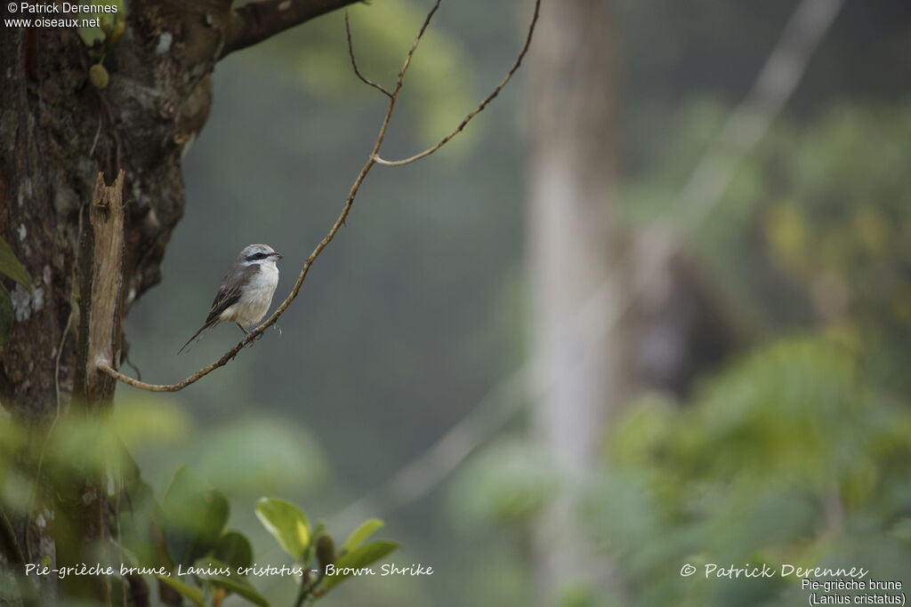 Pie-grièche brune, identification, habitat