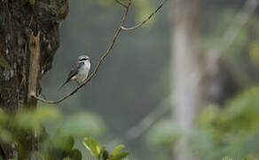 Brown Shrike