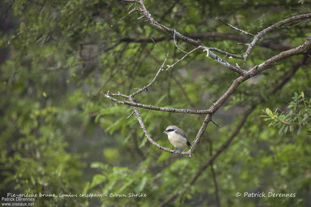 Brown Shrikeadult, habitat, pigmentation