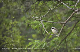 Brown Shrike