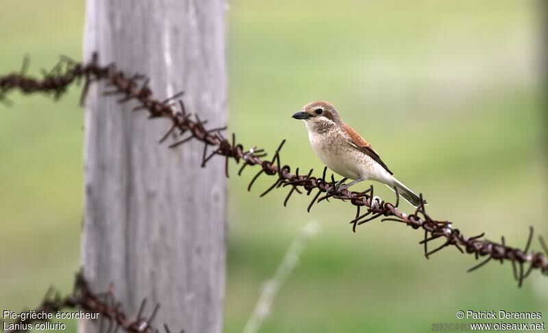 Red-backed Shrike female adult