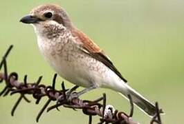 Red-backed Shrike