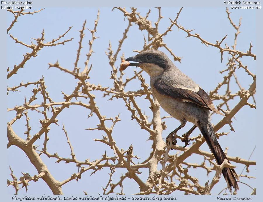 Great Grey Shrikeadult, identification, feeding habits, Behaviour