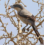 Great Grey Shrike