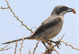 Great Grey Shrike