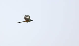 Long-tailed Shrike