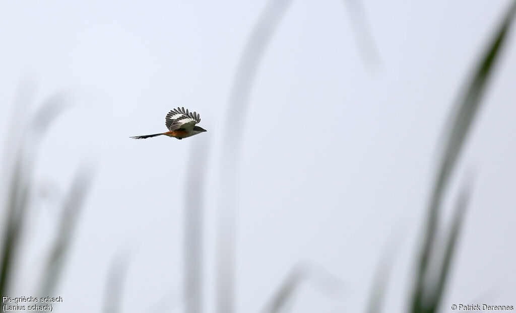 Long-tailed Shrike