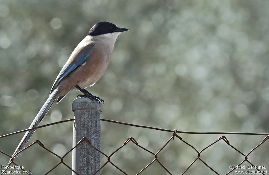 Iberian Magpie, identification