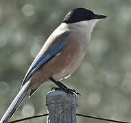 Iberian Magpie