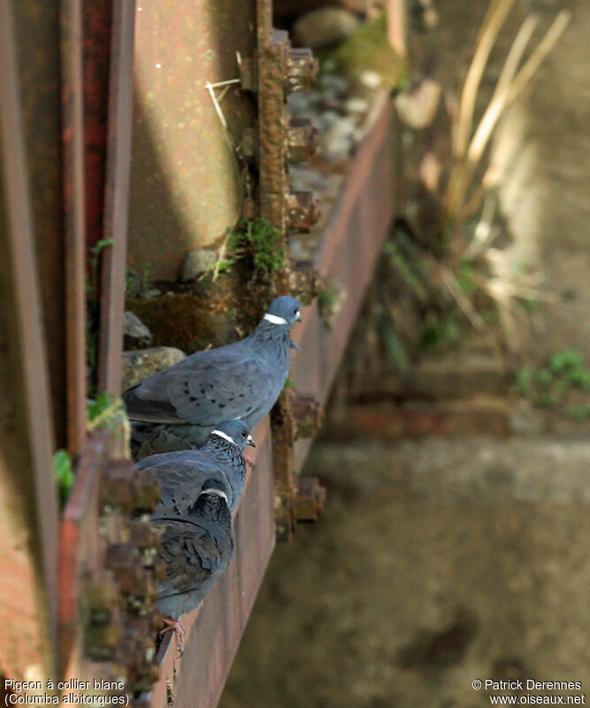 Pigeon à collier blancadulte, identification