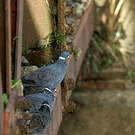 Pigeon à collier blanc