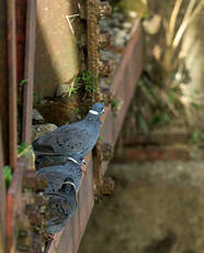 Pigeon à collier blanc