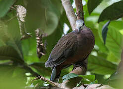 Lemon Dove