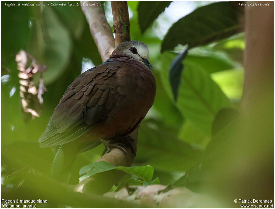 Lemon Doveadult, identification