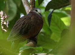 Lemon Dove