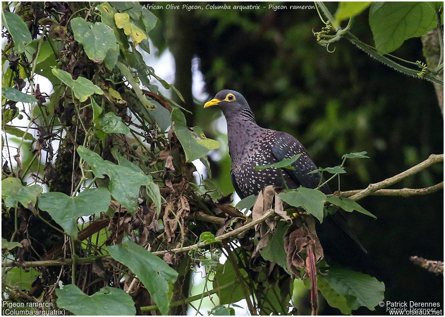 African Olive Pigeonadult, identification