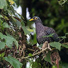 Pigeon rameron
