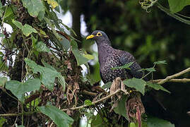 African Olive Pigeon