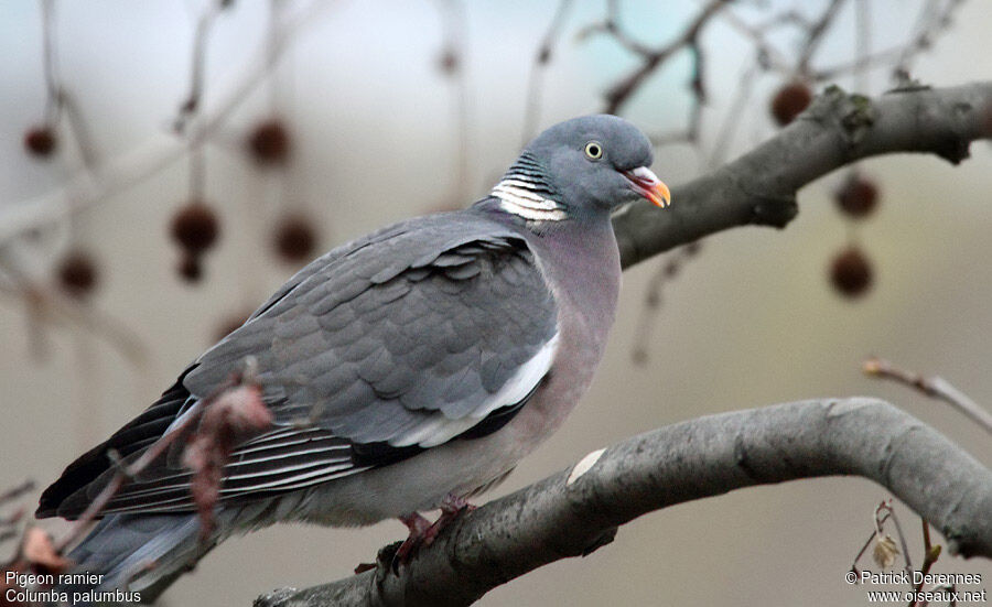 Pigeon ramieradulte, identification