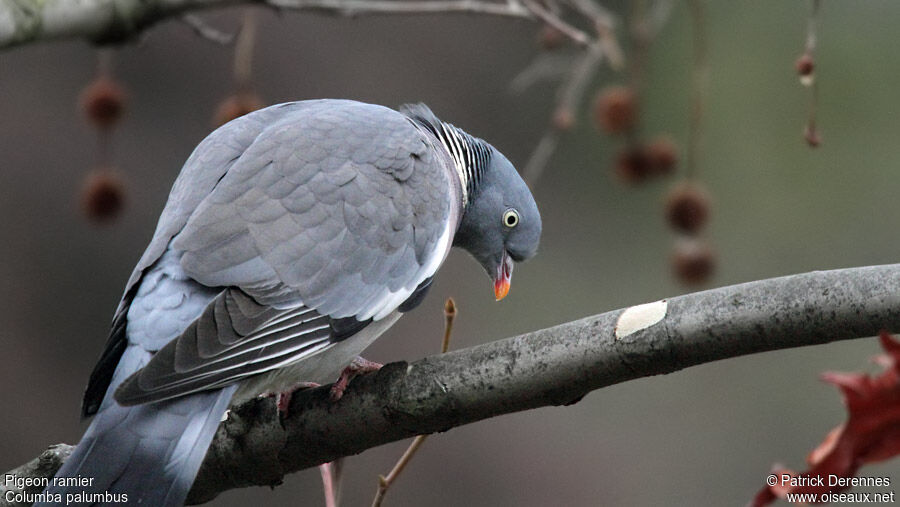 Common Wood Pigeonadult, identification