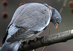 Common Wood Pigeon