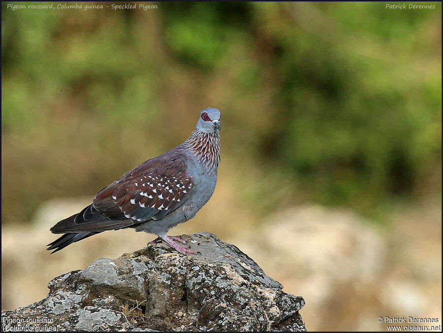 Speckled Pigeonadult, identification