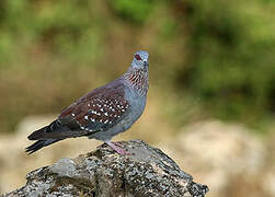 Speckled Pigeon