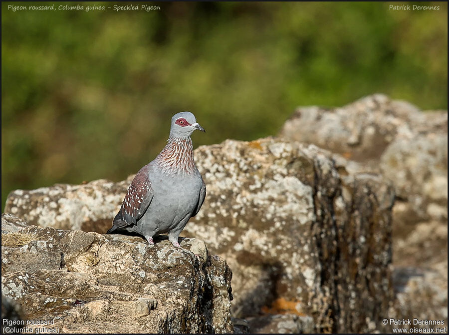 Speckled Pigeonadult, identification