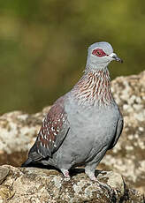 Pigeon roussard