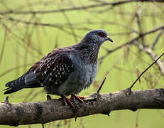 Speckled Pigeon